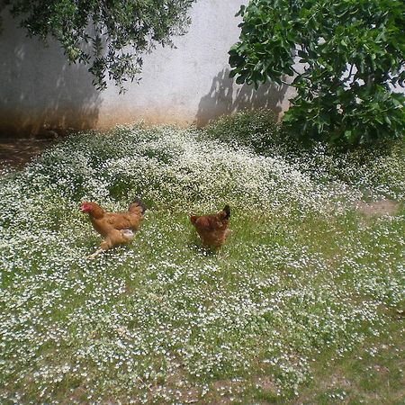 מלון Castro  Il Giardino מראה חיצוני תמונה