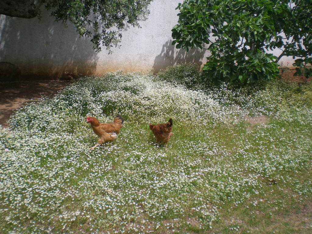 מלון Castro  Il Giardino מראה חיצוני תמונה